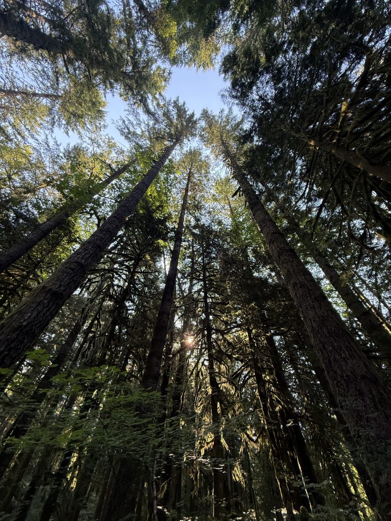 animal reiki 1 | Latitude Wellness Looking up through tall evergreen trees to a blue sky, sun peeking between branches in a dense forest.